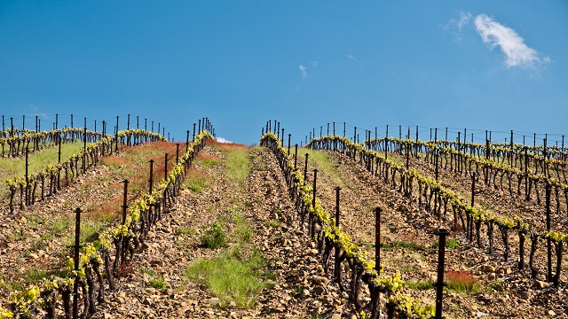 Clos Padulis-Aop Fitou 